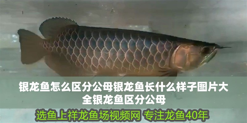 銀龍魚怎么區分公母銀龍魚長什么樣子圖片大全銀龍魚區分公母
