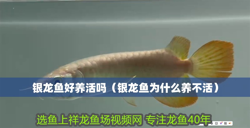 銀龍魚好養活嗎（銀龍魚為什么養不活）