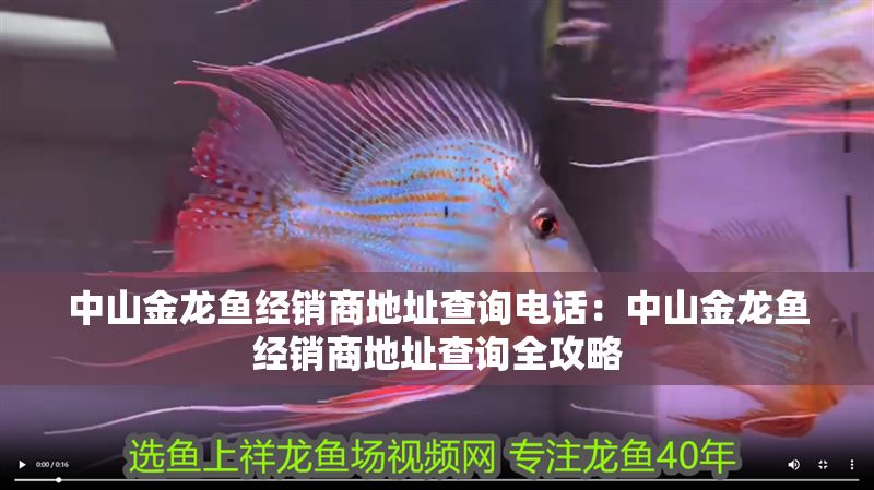 中山金龍魚經銷商地址查詢電話：中山金龍魚經銷商地址查詢全攻略