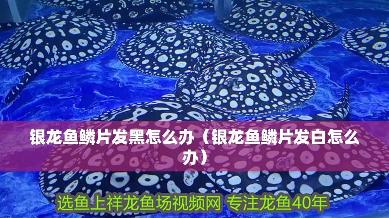 銀龍魚鱗片發(fā)黑怎么辦（銀龍魚鱗片發(fā)白怎么辦）