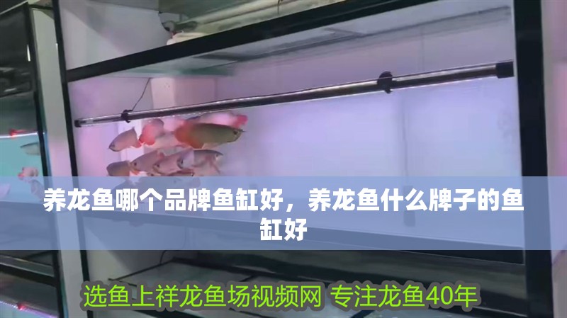 養(yǎng)龍魚哪個品牌魚缸好，養(yǎng)龍魚什么牌子的魚缸好 養(yǎng)龍魚哪個品牌魚缸好，養(yǎng)龍魚什么牌子的魚缸好 觀賞魚百科