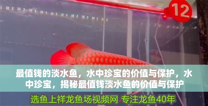 最值錢的淡水魚，水中珍寶的價值與保護，水中珍寶，揭秘最值錢淡水魚的價值與保護