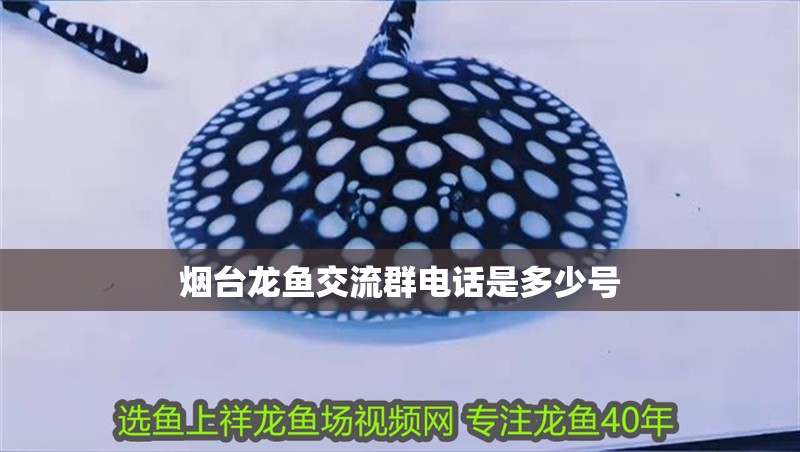 煙臺龍魚交流群電話是多少號