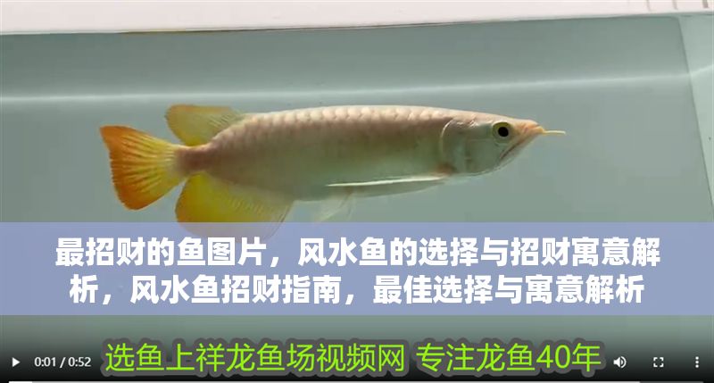 最招財?shù)聂~圖片，風(fēng)水魚的選擇與招財寓意解析，風(fēng)水魚招財指南，最佳選擇與寓意解析