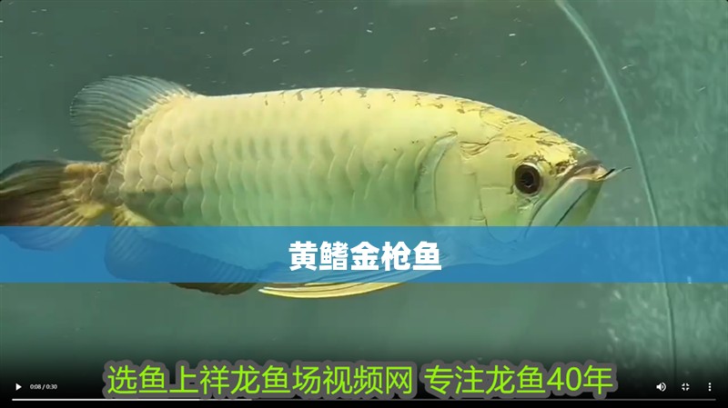 黃鰭金槍魚