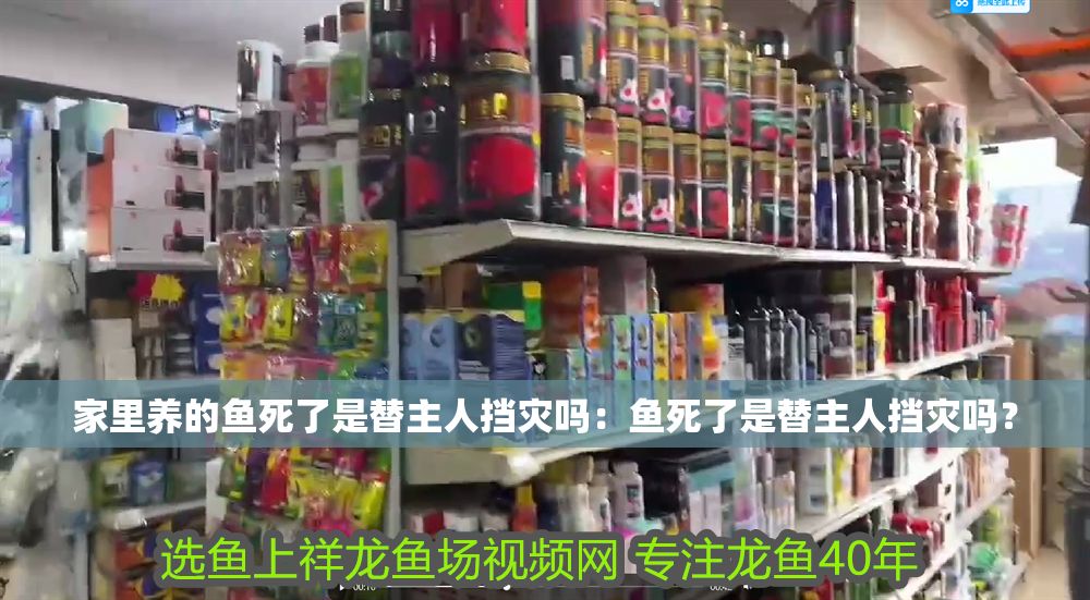 家里養的魚死了是替主人擋災嗎：魚死了是替主人擋災嗎？