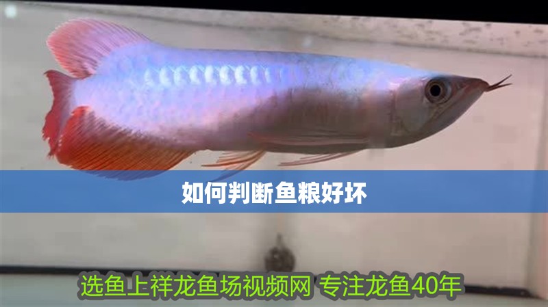 魚缸過濾器選購指南:自制魚缸過濾器魚缸上置過濾器對于養魚愛好者的必備知識 如何判斷魚糧好壞 龍魚論壇 如何判斷魚糧好壞 如何判斷魚糧好壞 龍魚論壇