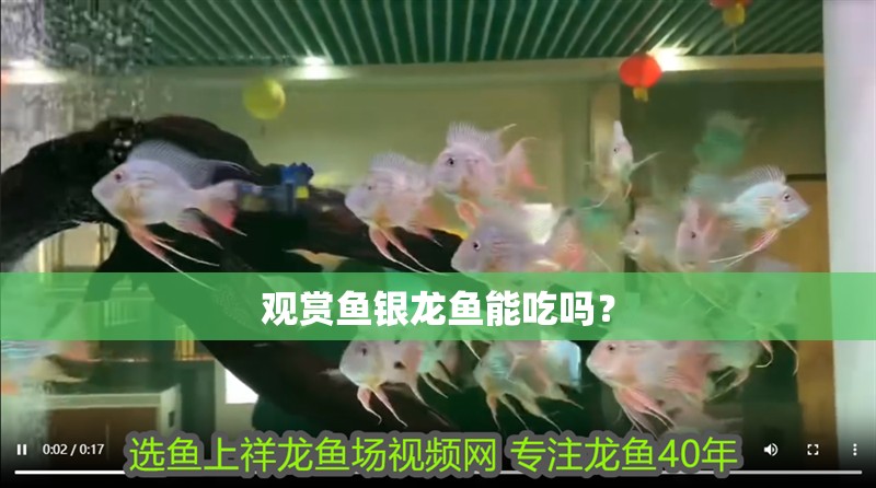 觀賞魚銀龍魚能吃嗎？