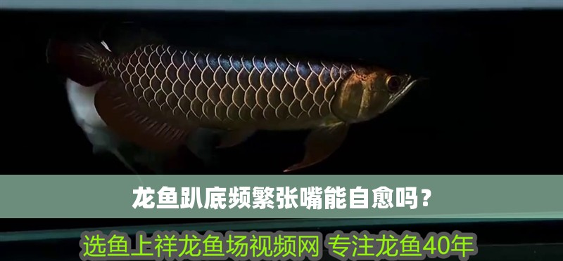龍魚趴底頻繁張嘴能自愈嗎？ 龍魚趴底頻繁張嘴能自愈嗎？ 龍魚論壇