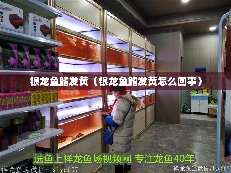 銀龍魚鰭發黃（銀龍魚鰭發黃怎么回事）