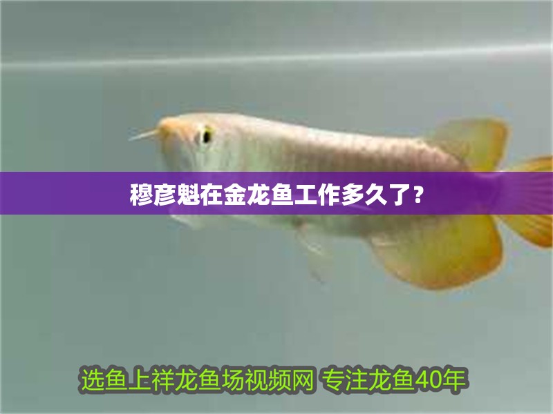 穆彥魁在金龍魚工作多久了？ 穆彥魁在金龍魚工作多久了？ 龍魚論壇