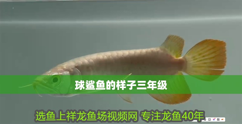 球鯊魚的樣子三年級(jí)