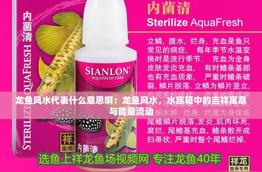 龍魚風水代表什么意思?。糊堲~風水，水族箱中的吉祥寓意與能量流動