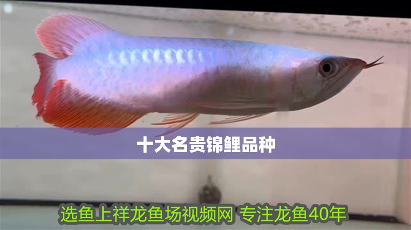 十<strong><mark>大名</mark></strong>貴錦鯉品種