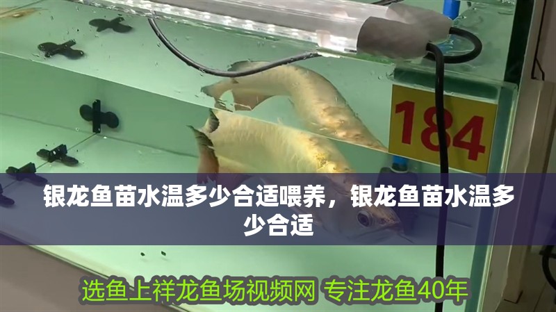 紅龍魚用黃燈烤有用嗎 銀龍魚苗水溫多少合適喂養,銀龍魚苗水溫多少合適 銀龍魚百科 銀龍魚苗水溫多少合適喂養,銀龍魚苗水溫多少合適 銀龍魚苗水溫多少合適喂養,銀龍魚苗水溫多少合適 銀龍魚百科