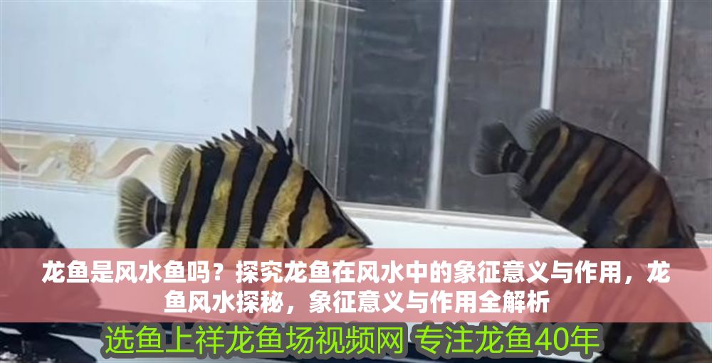 龍魚是風(fēng)水魚嗎？探究龍魚在風(fēng)水中的象征意義與作用，龍魚風(fēng)水探秘，象征意義與作用全解析 龍魚是風(fēng)水魚嗎？探究龍魚在風(fēng)水中的象征意義與作用，龍魚風(fēng)水探秘，象征意義與作用全解析 龍魚百科 第1張