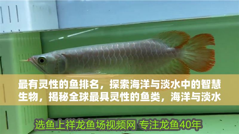 最有靈性的魚排名，探索海洋與淡水中的智慧生物，揭秘全球最具靈性的魚類，海洋與淡水中的智慧生物排行榜