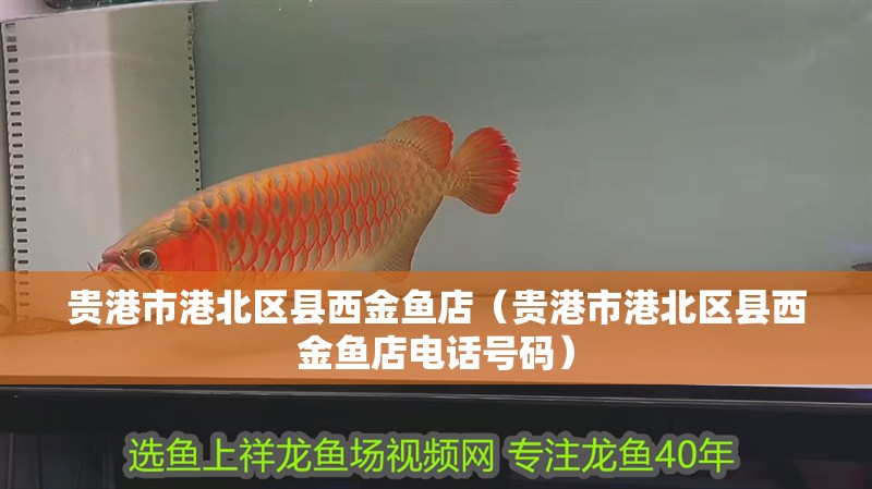 貴港市港北區縣西金魚店（貴港市港北區縣西金魚店電話號碼）