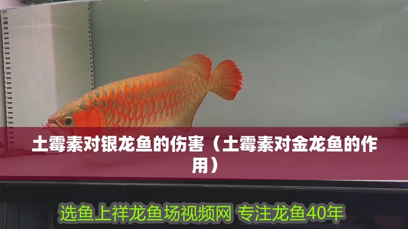 土霉素對(duì)銀龍魚的傷害（土霉素對(duì)金龍魚的作用）