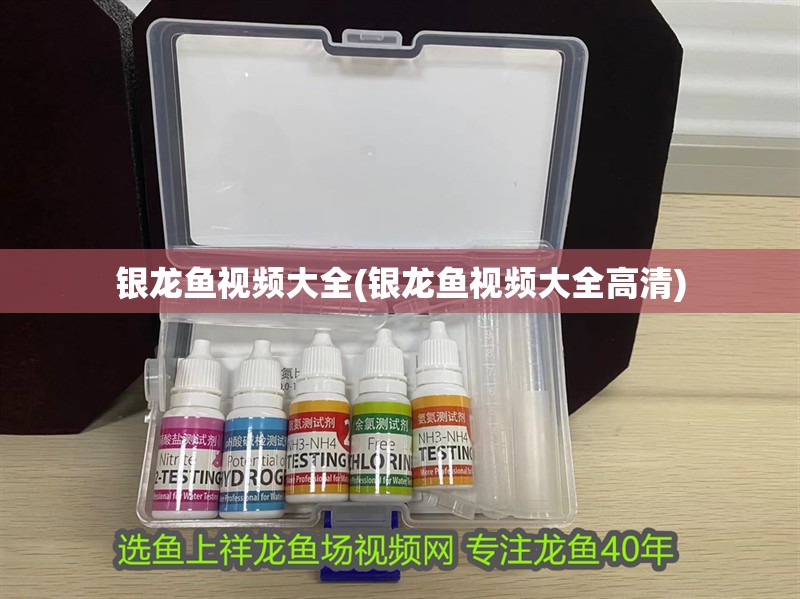 銀龍魚視頻大全(銀龍魚視頻大全高清)