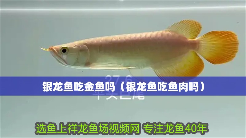 銀龍魚吃金魚嗎（銀龍魚吃魚肉嗎）