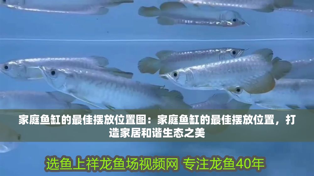 詳細閱讀:家庭魚缸的最佳擺放位置圖:家庭魚缸的最佳擺放位置,打造家居和諧生態之美 家庭魚缸的最佳擺放位置圖:家庭魚缸的最佳擺放位置,打造家居和諧生態之美