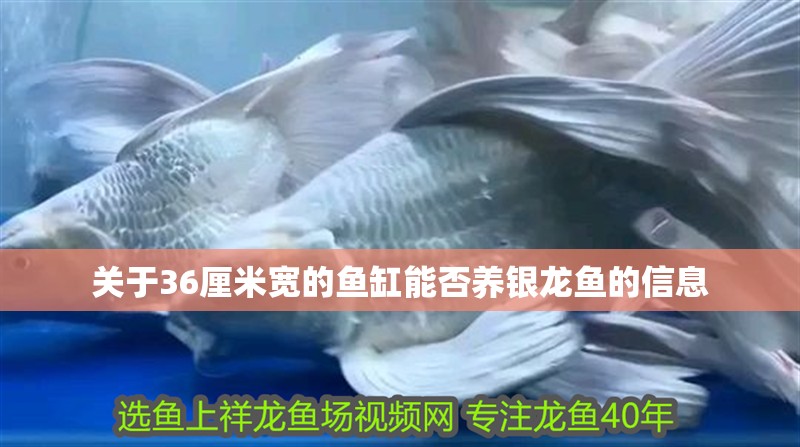 關(guān)于36厘米寬的魚(yú)缸能否養(yǎng)銀龍魚(yú)的信息