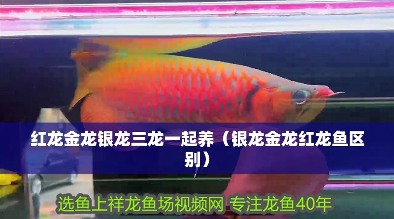 紅龍金龍銀龍三龍一起養(yǎng)（銀龍金龍紅龍魚區(qū)別）