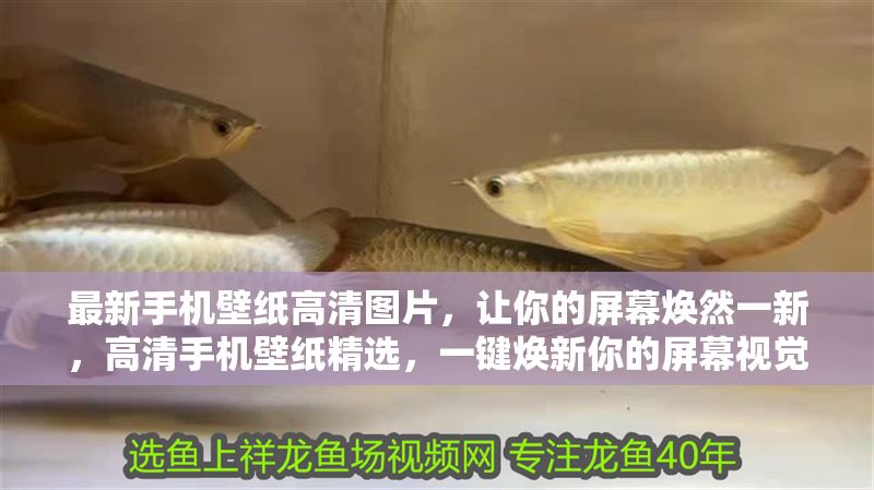 最新手機(jī)壁紙高清圖片，讓你的屏幕煥然一新，高清手機(jī)壁紙精選，一鍵煥新你的屏幕視覺體驗(yàn)