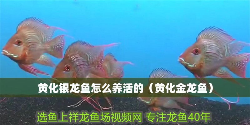 黃化銀龍魚怎么養(yǎng)活的（黃化金龍魚）