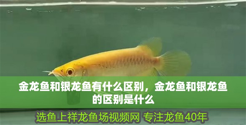 金龍魚和銀龍魚有什么區(qū)別，金龍魚和銀龍魚的區(qū)別是什么