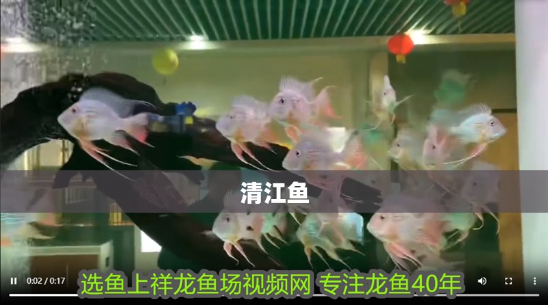 清江魚 清江魚 龍魚論壇
