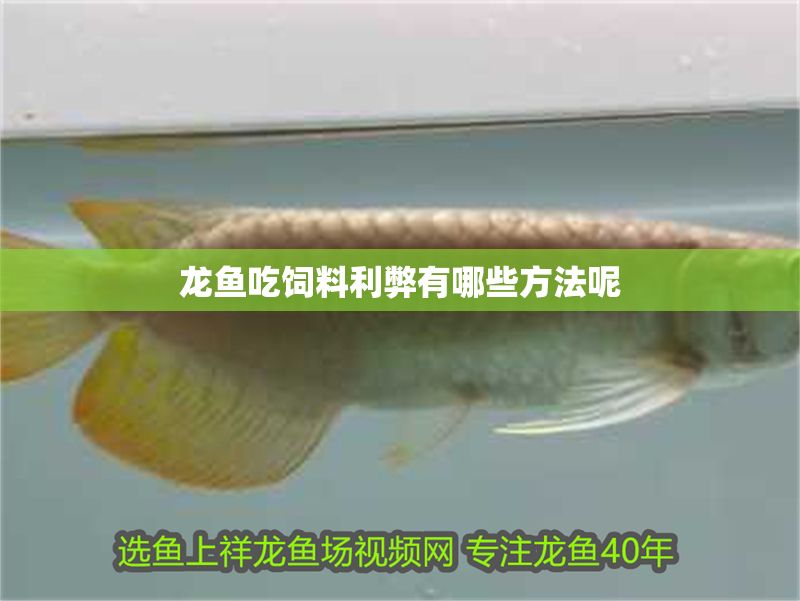 龍魚吃飼料利弊有哪些方法呢