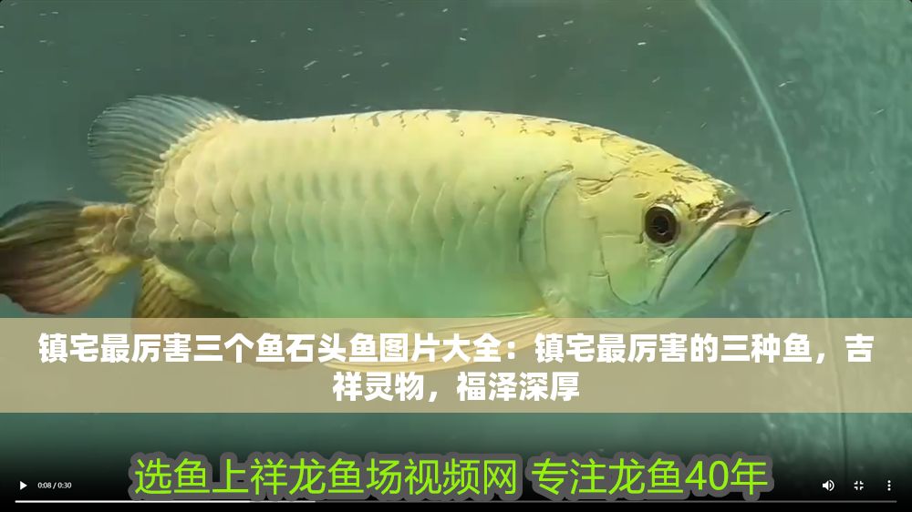 鎮宅最厲害三個魚石頭魚圖片大全：鎮宅最厲害的三種魚，吉祥靈物，福澤深厚
