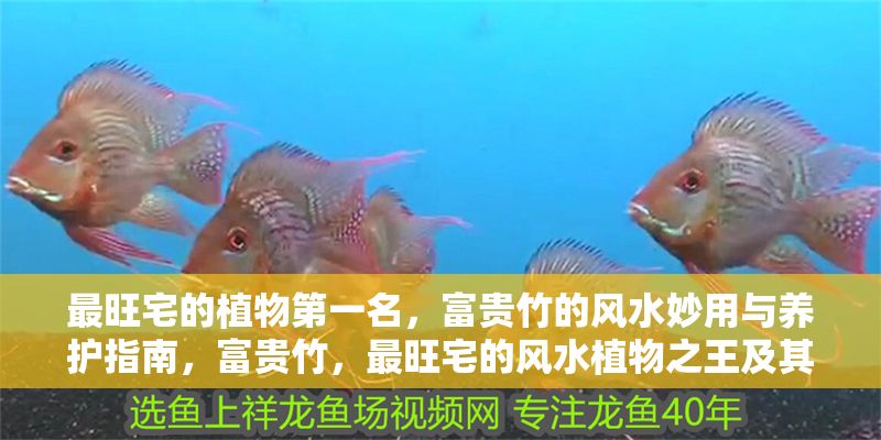 最旺宅的植物第一名，富貴竹的風水妙用與養護指南，富貴竹，最旺宅的風水植物之王及其養護全攻略