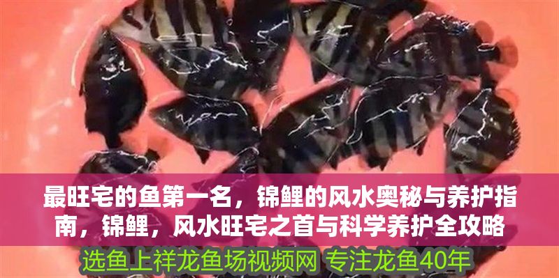 最旺宅的魚第一名，錦鯉的風水奧秘與養護指南，錦鯉，風水旺宅之首與科學養護全攻略