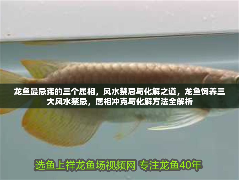 龍魚最忌諱的三個屬相，風水禁忌與化解之道，龍魚飼養三大風水禁忌，屬相沖克與化解方法全解析