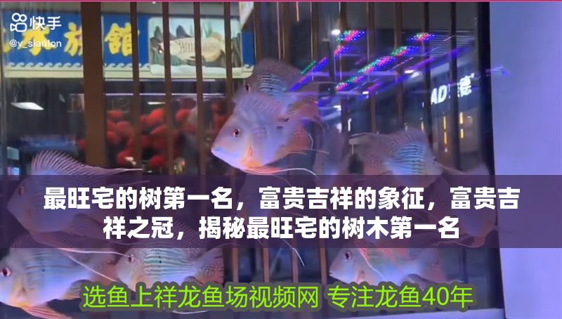 最旺宅的樹第一名，富貴吉祥的象征，富貴吉祥之冠，揭秘最旺宅的樹木第一名 最旺宅的樹第一名，富貴吉祥的象征，富貴吉祥之冠，揭秘最旺宅的樹木第一名 龍魚百科 第1張