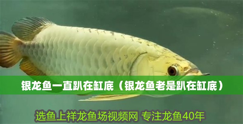 銀龍魚一直趴在缸底（銀龍魚老是趴在缸底）