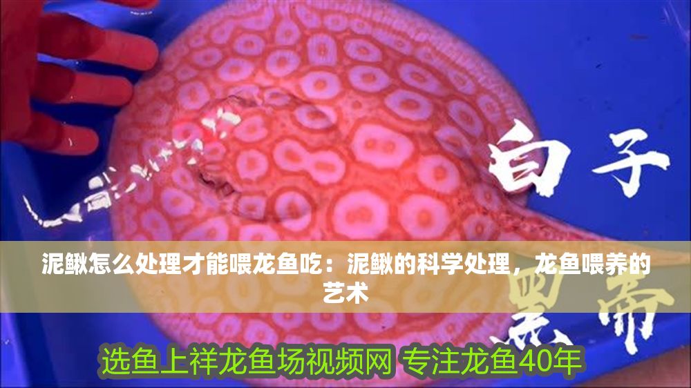 詳細閱讀:泥鰍怎么處理才能喂龍魚吃:泥鰍的科學處理,龍魚喂養的藝術 泥鰍怎么處理才能喂龍魚吃:泥鰍的科學處理,龍魚喂養的藝術