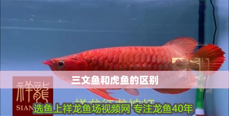 三文魚和虎魚的區別