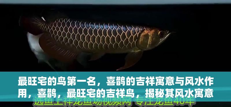 最旺宅的鳥第一名，喜鵲的吉祥寓意與風水作用，喜鵲，最旺宅的吉祥鳥，揭秘其風水寓意與招運作用