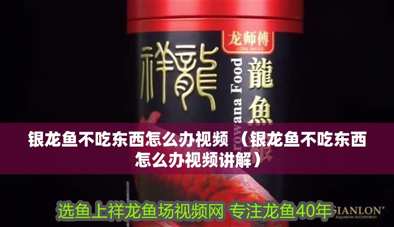 銀龍魚不吃東西怎么辦視頻 （銀龍魚不吃東西怎么辦視頻講解）