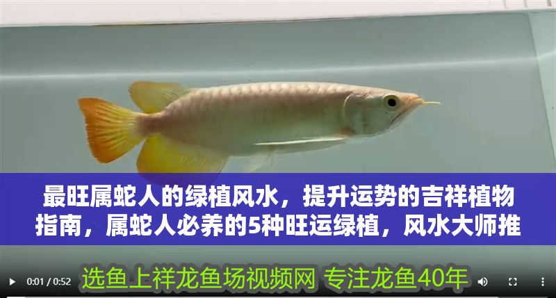 最旺屬蛇人的綠植風(fēng)水，提升運(yùn)勢(shì)的吉祥植物指南，屬蛇人必養(yǎng)的5種旺運(yùn)綠植，風(fēng)水大師推薦招財(cái)開運(yùn)指南