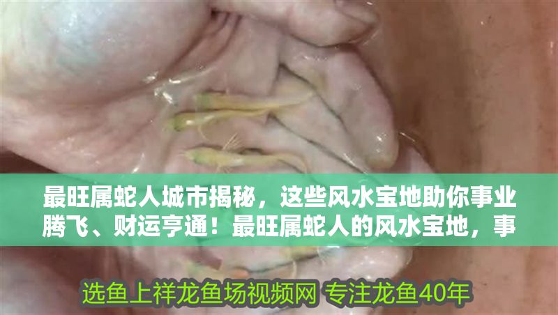 最旺屬蛇人城市揭秘，這些風(fēng)水寶地助你事業(yè)騰飛、財運亨通！最旺屬蛇人的風(fēng)水寶地，事業(yè)騰飛、財運亨通的城市揭秘