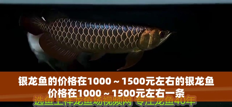 銀龍魚的價格在1000～1500元左右的銀龍魚價格在1000～1500元左右一條