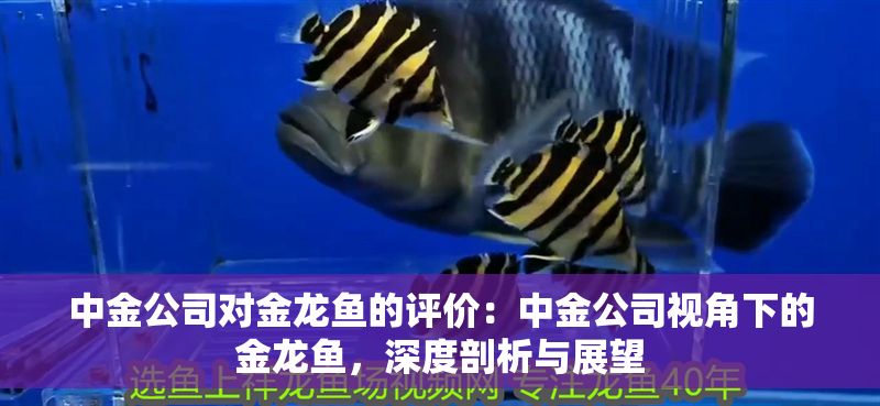 中金公司對(duì)金龍魚的評(píng)價(jià)：中金公司視角下的金龍魚，深度剖析與展望