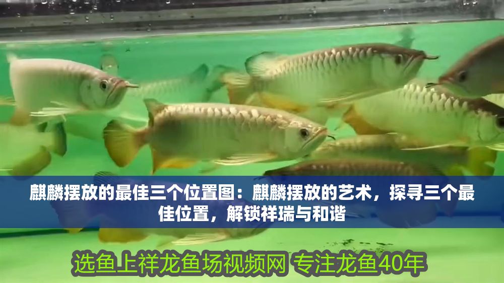 麒麟擺放的最佳三個位置圖：麒麟擺放的藝術，探尋三個最佳位置，解鎖祥瑞與和諧