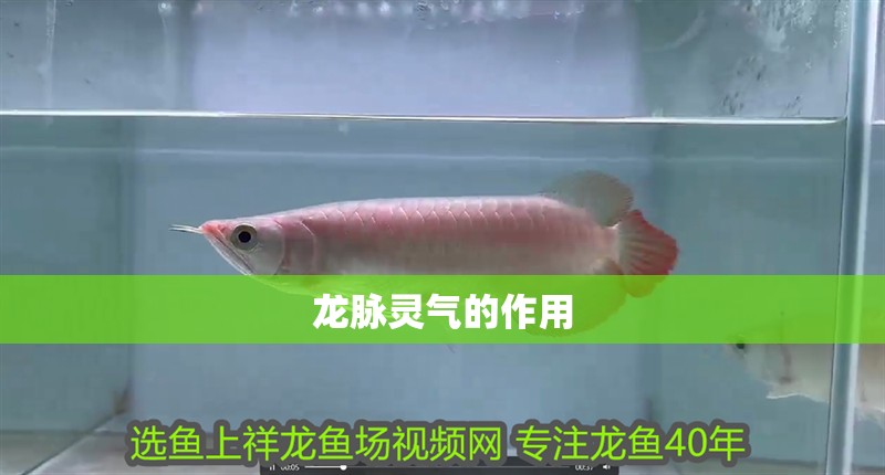 龍脈靈氣的作用 龍脈靈氣的作用 龍魚論壇