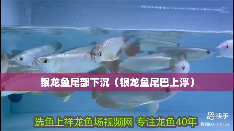 銀龍魚尾部下沉（銀龍魚尾巴上?。?銀龍魚尾部下沉（銀龍魚尾巴上?。?銀龍魚百科